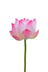 Isolated  pink lotus on a white background , A beautiful  pink lotus from Thailand