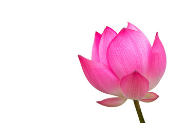 Isolated  pink lotus on a white background , A beautiful  pink lotus from Thailand