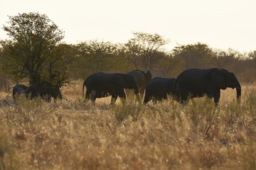 Fototapeta premium Afrikanische Elefanten (loxodonta africana): Afrikanische Elefanten (loxodonta africana): Elefantenherde im Abendlicht (Etosha Nationalpark)