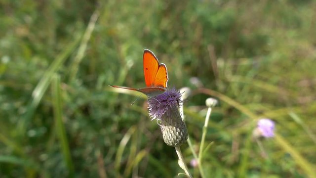 Orange little butterfly on a flower, slow motion