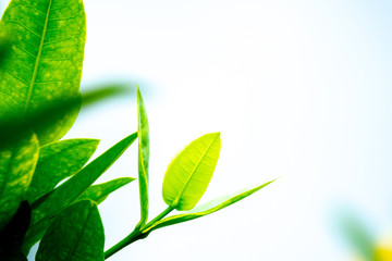 Close up green leaves with greenery backgroud and copy space for text.