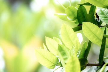 Close up green leaves with greenery backgroud and copy space for text.