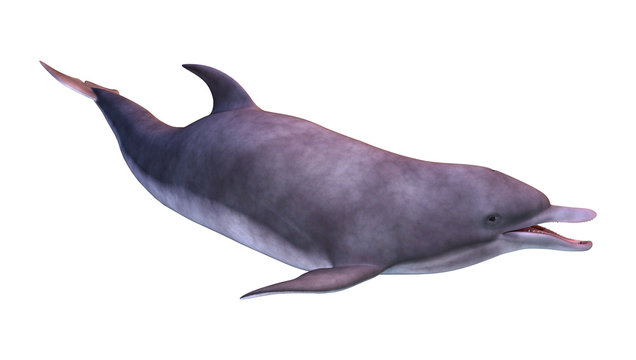 3D Rendering Dolphin on White