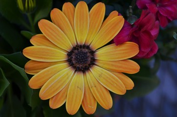 Close-up of beautiful yellow and orange cape daisy blossom