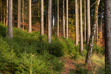 Obraz premium Jungwald zwischen alten Bäumen.