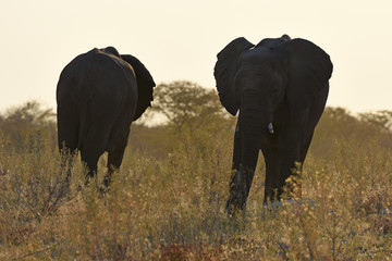 Afrikanische Elefanten (loxodonta africana): Afrikanische Elefanten (loxodonta africana): Elefantenherde im Abendlicht (Etosha Nationalpark)