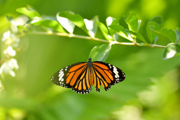 Kleiner Monarch Falter