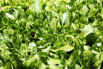 Fototapeta na wymiar Green salad leaves texture in a vegetable garden