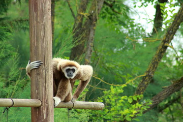 Gibbon