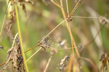 Dried flower background