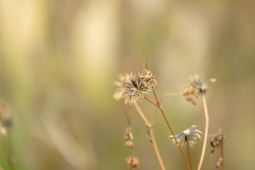 Dried flower background