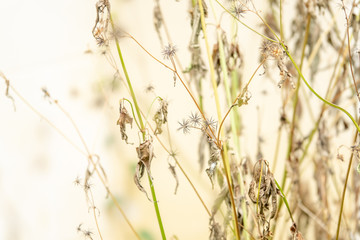 Dried flower background