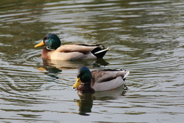 Obraz premium マガモ