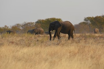 Afrikanische Elefanten (loxodonta africana): Afrikanische Elefanten (loxodonta africana): Elefantenherde im Abendlicht (Etosha Nationalpark)