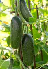 The growth and blooming of greenhouse cucumbers.