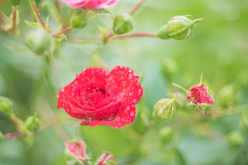 Red roses on the bushes in droplets rso in the garden. Artistic photo. Very soft selective focus.
