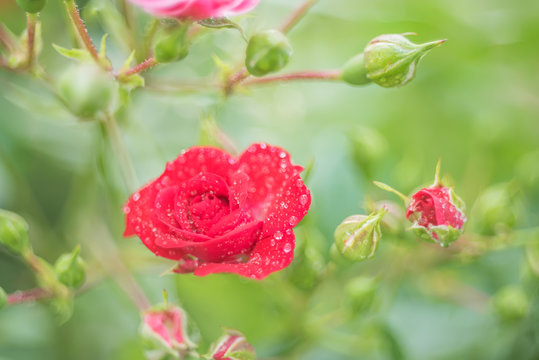 Red roses on the bushes in droplets rso in the garden. Artistic photo. Very soft selective focus.
