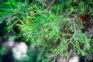 Thuja twig with spider web.