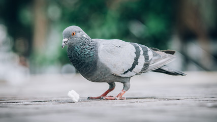 Pigeon eating bread on the street. Beautiful dove