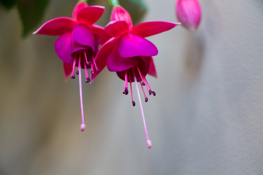 Fuchsia. Branch of flower fuchsia. Purple flower.