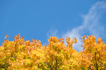 Autumn blue sky