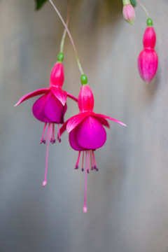 Fuchsia. Branch of flower fuchsia. Purple flower.