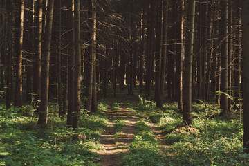 Obraz premium German wood