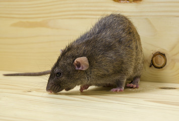 Rat eats a bread rusk.