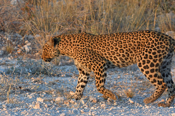 Leopard (panthera pardus) im Etosha Nationalpark (Namibia)
