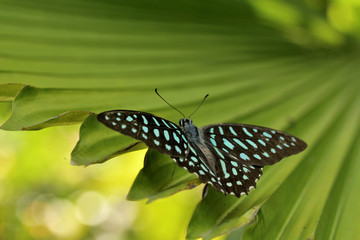 Grüner Kolibri Schmetterling