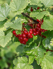 Ripe red currants close-up as background. Bush of red currant in a garden