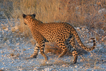 Leopard (panthera pardus) im Etosha Nationalpark (Namibia)