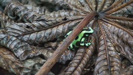 Tortuguero, Costa Rica