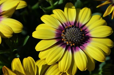 close-up shot of a yellow and purple daisy flower blossom