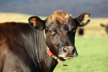 Portrait of an icelandic cow