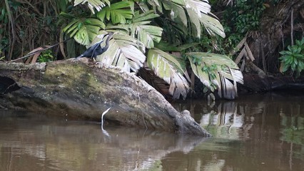 Tortuguero, Costa Rica