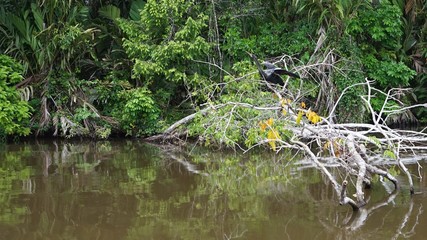 Tortuguero, Costa Rica