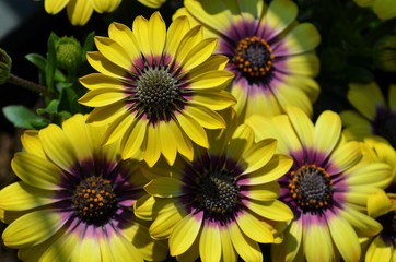 Beautiful yellow and purple African daisies in the sunshine