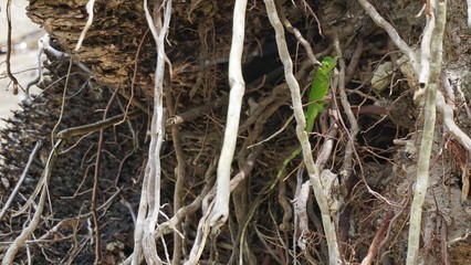 Cahuita National Park, Costa Rica