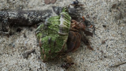 Wildlife, Costa Rica