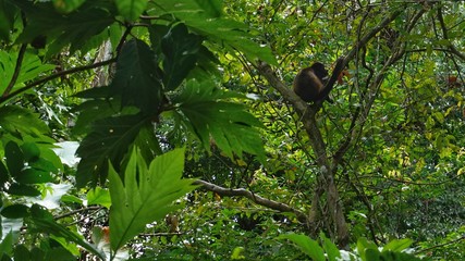 Wildlife, Costa Rica