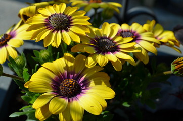 Blossoms of yellow and purple cape daisy flowers
