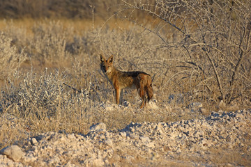 Schabrackenschakal (Canis meomelas) im Etosha Nationalpark