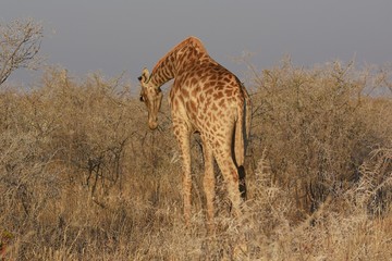 Steppengiraffe (Giraffa camelopardalis) im Etosha Nationalpark (Namibia)