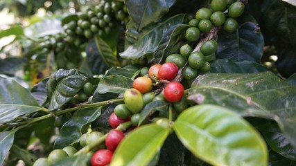 Costa Rica coffee