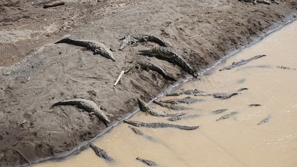 Crocodiles, Costa Rica