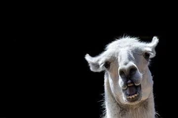 Foto op Plexiglas Lama Stom uitziend dier. Gekke lama. Grappig meme-beeld met kopie-ruimte. Stom dier met domme uitdrukking geïsoleerd tegen zwarte achtergrond voor aangepast bericht of tekst.