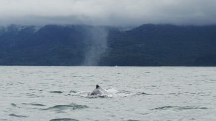 Whales in Costa Rica