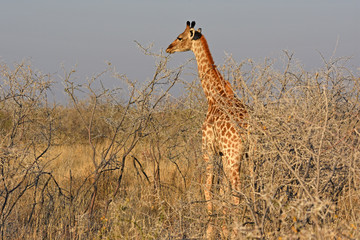 Steppengiraffe (Giraffa camelopardalis) im Etosha Nationalpark (Namibia)