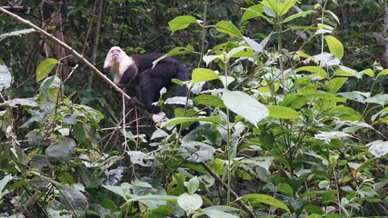 Manuel Antonio NP, Costa Rica
